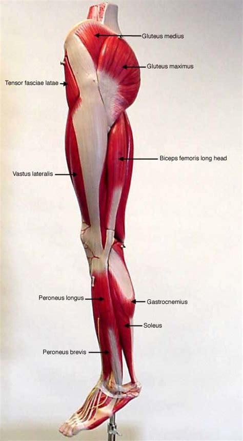 Labeled Muscles Of Lower Leg Yahoo Search Results Leg Anatomy