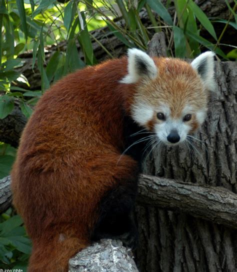 Red Panda Ailurus Fulgens Image Only