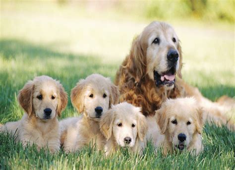 Insurance for Breeding Dogs | Dog Insurance