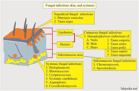 Fungal Infection Pathophysiology