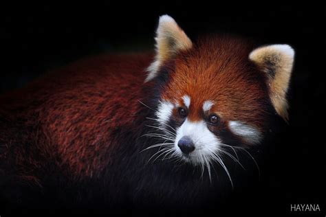 Cute Red Panda By Ryu Jong Soung 500px Red Panda Panda Panda Love