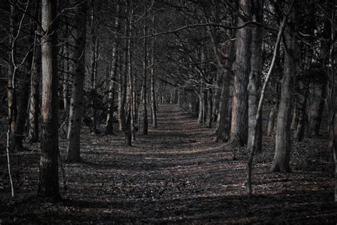 Scary Woods Wallpapers Wallpaper Cave