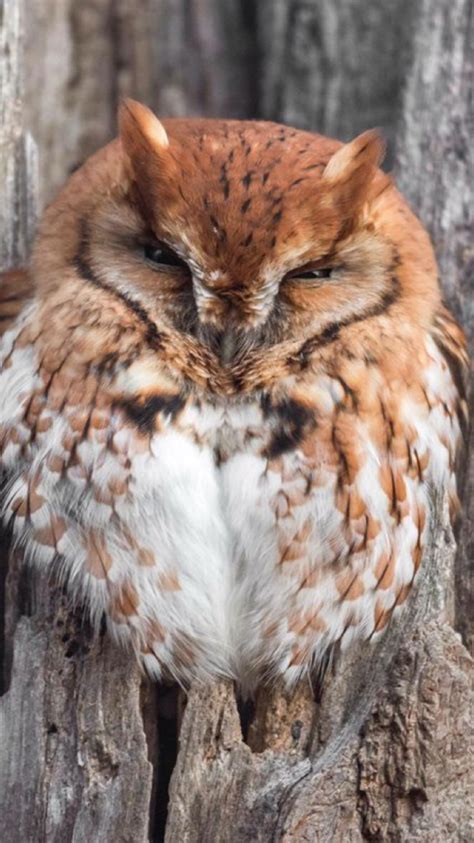 This Face Reminds Me Of A Kitty 💕 Beautiful Owl Beautiful Pictures