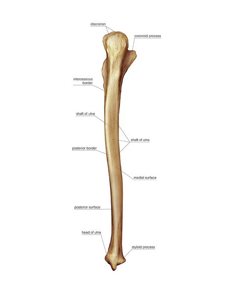 Ulna Bone Diagram