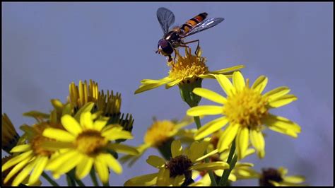 Take a minute to check out all the enhancements! Types of Insects (Insecta) - YouTube