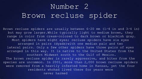Top 5 Deadliest Spiders Youtube