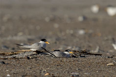 The South End Of Wrightsville Beach A Vital Bird Habitat Audubon