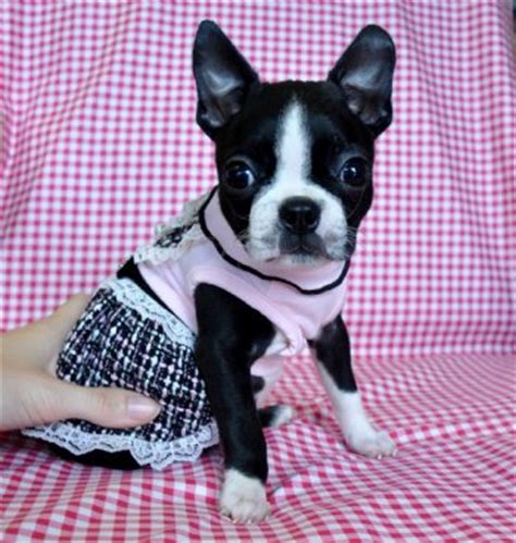 The cost to adopt a boston terrier is around $300 in order to cover the expenses of caring for the dog before adoption. Teacup puppies for sale florida, Puppies For Sale Tampa ...