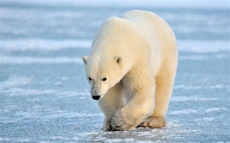 Gambar hewan bebas untuk komersial. ivanildosantos: gambar beruang kutub