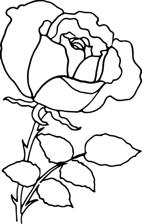Rose Flower Drawing Clip Art Line Drawing Png Download 15232400