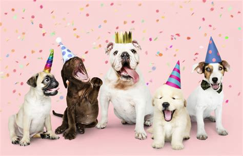 Cómo Hacer Cumpleaños Para Los Perritos Mascota