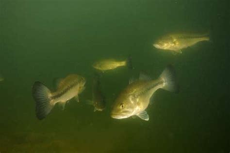 Book flight reservations, rental cars, and hotels on southwest.com. Lake Houston stocked with more largemouth bass - Houston ...