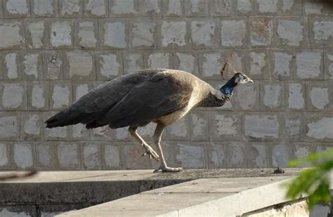 Why Do Peacocks Spread Their Feathers Explained Bird Avid