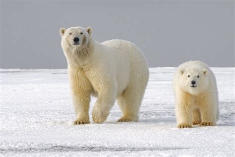 Polar Bears Could Go Extinct By 2100 Earthorg Kids