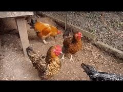Try to purchase hens from a good 'utility strain'. Best Egg Laying Chickens - 2020 Guide for Backyard ...