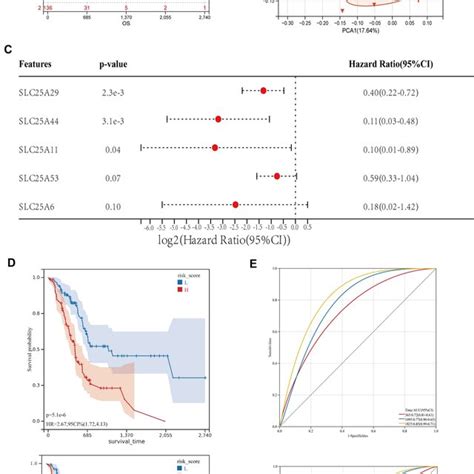 A Risk Score Based On Slc 25 Prognostic Model As An Independent Risk