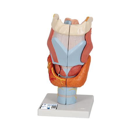Human Larynx Model Times Full Size Part B Smart Anatomy B