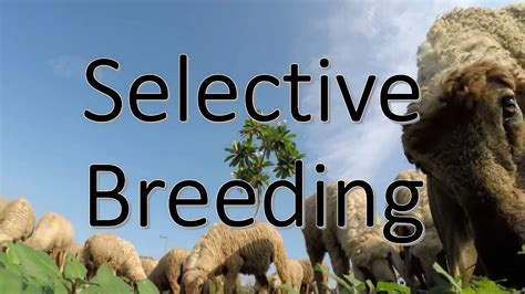 Selective Breeding Youtube