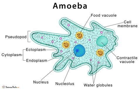 Amoeba Definition Structure And Characteristics With Diagram