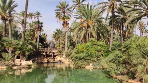 An Exotic Palm Tree Oasis! - YouTube