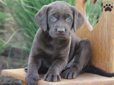 Gray Labrador Puppies For Sale Petsidi
