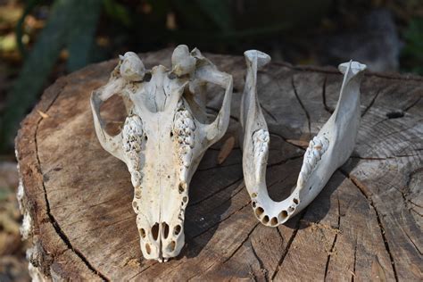 Boar Skull Small Wild Boar Skull Whole Juvenile Animal Skull