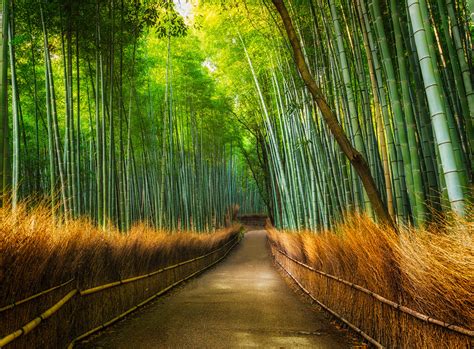 Bamboo Path In The Forest Wall Mural Buy At Europosters