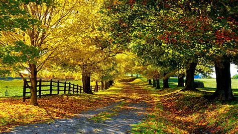 Hd Wallpaper 1920x1200 Px Arthur Blossoms Fence Grass Painting Path