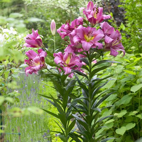 Van Zyverden Lilies Mammouth Tall Lilies Purple Ladies Bulbs 7 Set
