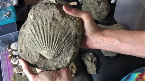 Fossilized Sea Shells Youtube