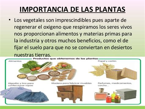 Cultura Guaraní Importancia De Las Plantas En El Ecosistema