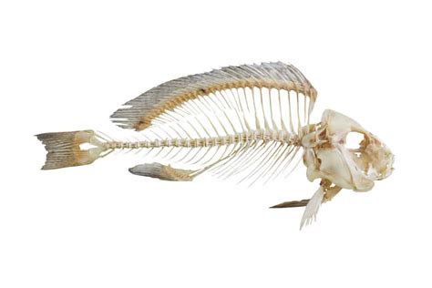 Do Fish Have Backbones Answer May Surprise You