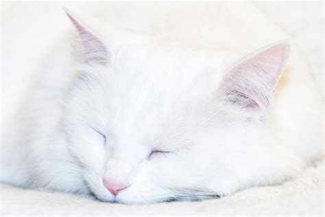 Photo Of White Cat Sleeping · Free Stock Photo