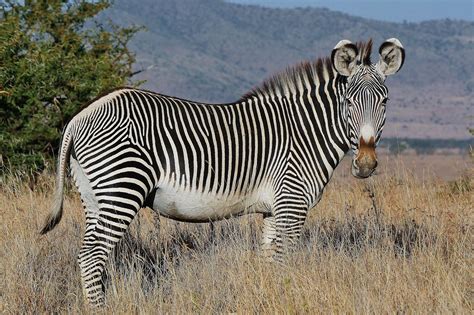 Dig Those Crazy Stripes Grévys Zebra Equus Grevyi Big Animals
