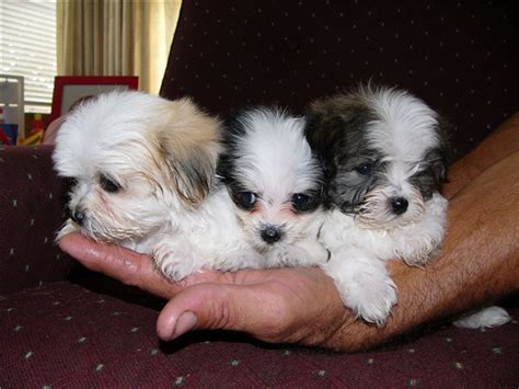 But, to be specific, dry foods like kibble is advisable for this breed, since they are prone to develop issues with teeth and might very easily suffer from premature. Weaning a Shih Tzu Puppy - Shih Tzu City