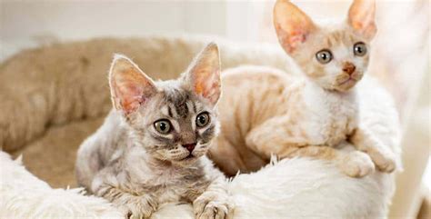 The Affectionate Pixie Ear Cat Thats The Devon Rex Cat