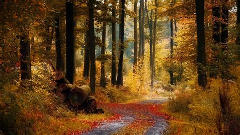 1920x1080 1920x1080 Forest Autumn Road Coolwallpapersme