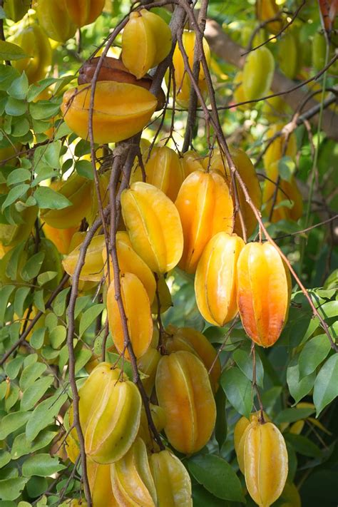 Growing A Star Fruit Tree From Seed Barbar Michaels
