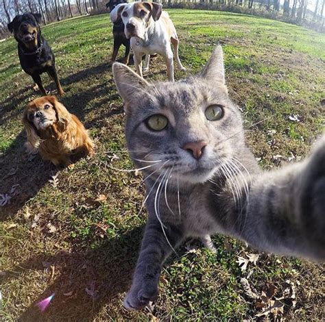 Have You Seen Manny The Cat Who Takes Selfies And What That Says