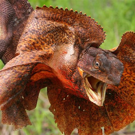 The Fearless Frilled Lizard Or Frilled Neck Lizard Challenges Any Threat In Its Territory With A