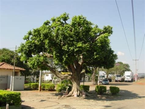 Maybe you would like to learn more about one of these? 22 best images about chinese banyan on Pinterest | Trees ...