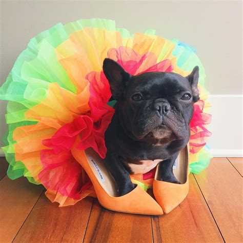 Your bark's worse than your bite: 15 costumes for man's ...