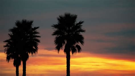 Palm Trees Beach Sunset Tropics Branches Shore 4k Hd Wallpaper