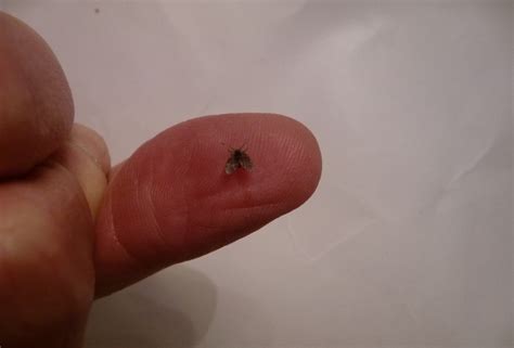 Drain flies are extremely small, measuring somewhere between 2 and 5 millimeters in length. Quick and Easy Method to Get Rid of Drain Flies For Good ...