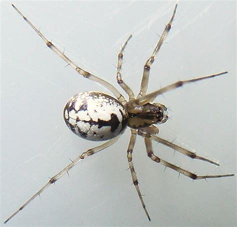 Black And White Spider Sk 29 Microlinyphia Impigra Bugguidenet