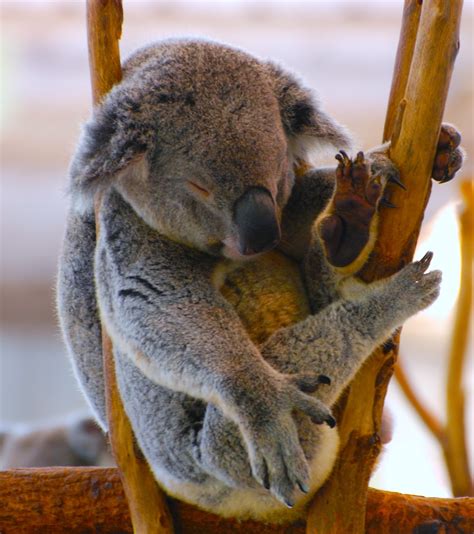 Sleeping Koala Pictures Download Free Images On Unsplash
