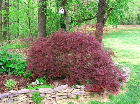 Japanese Dwarf Red Maple Tree Images And Pictures Becuo