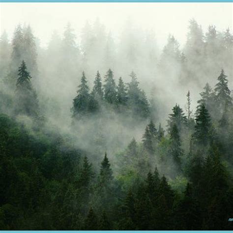 Misty Mountain Landscape Forest Wall Mural Foggy Forest Forest