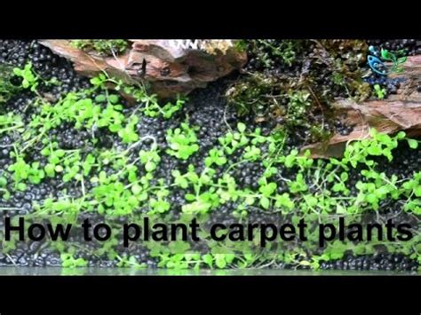 Beginner s guide 3 tips tricks for aquascaping a 10 10 gallon planted over a year with this setup fish how to aquascape 10 gallon planted tank driftwood and plants demo Aquascaping for beginners : How to plant carpet plants ...