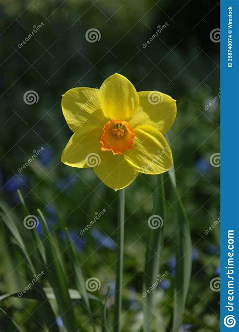 Vertical Closeup Of A Yellow Wild Daffodil Growing In A Green Field